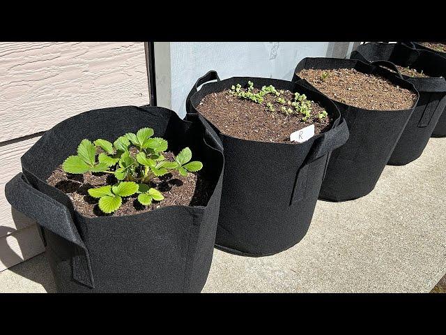 Best Fabric Grow Pots On Amazon? | Gardzen 7 Gallon Grow Bags Review