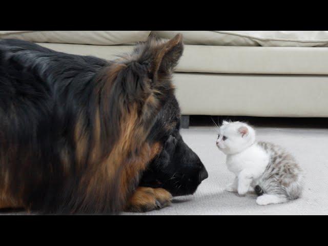 German Shepherd Meets Kitten For The First Time | His Reaction Will Melt Your Heart