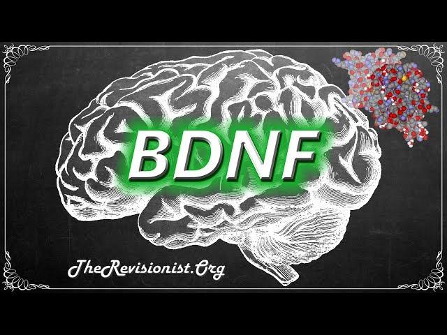 Understanding BDNF and Its Importance to Brain Health