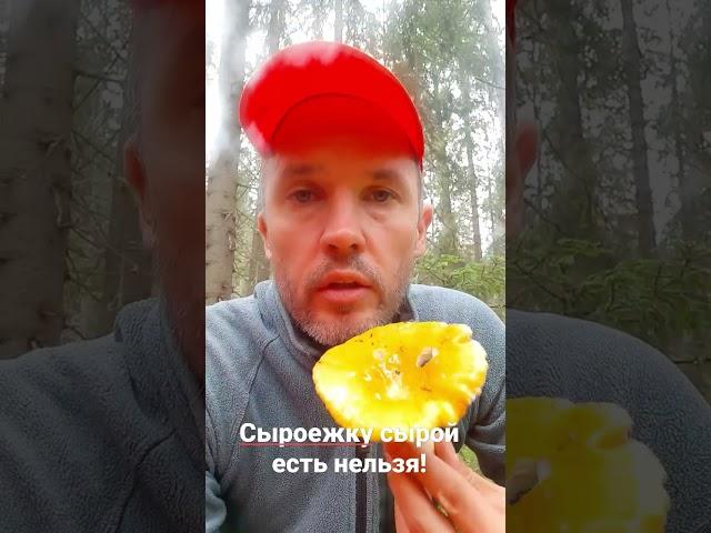 Можно ли есть сыроежки сырыми?