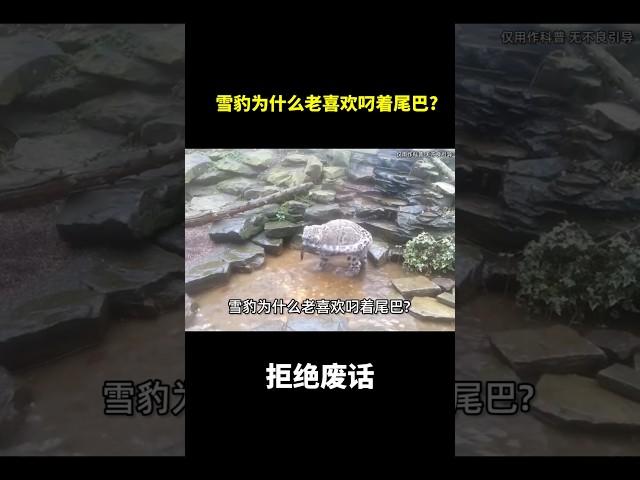雪豹为什么老喜欢叼着尾巴?#冷知识 #涨知识