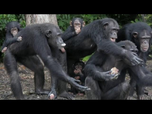 Video: Race to save abandoned chimps of 'Monkey Island'