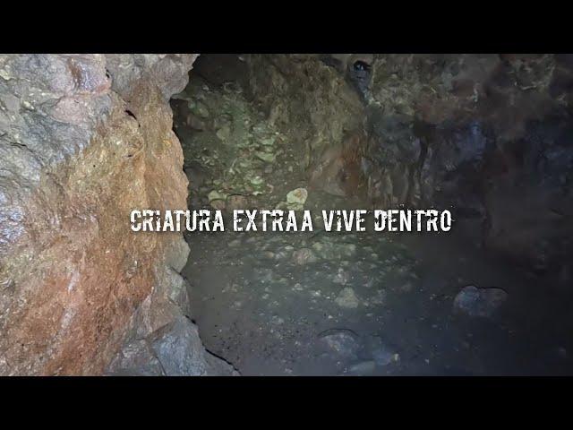 extraño animal dentro de una cueva