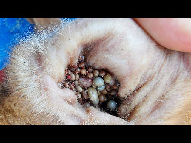 Removing All Ticks From Dog - Dog Ticks Removing Clip - Ticks Removal Videos EP 03