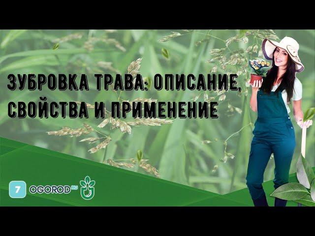 Зубровка трава: описание, свойства и применение