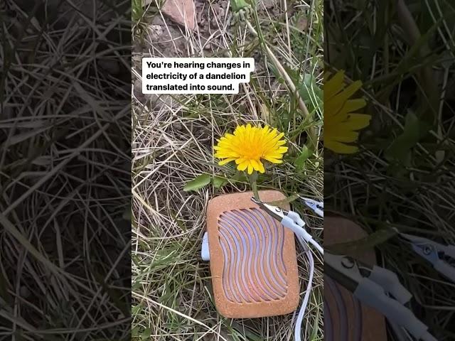 Listen to dandelion music with a PlantWave plant