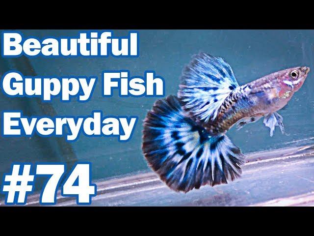 Guppy Channel - Beautiful Guppy Fish Everyday 74