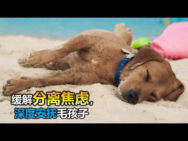 Best dog music for sleeping - Nurturing Sleep in Puppies with Separation Anxiety