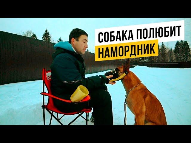 Как безопасно приучить собаку к наморднику за 3 шага!