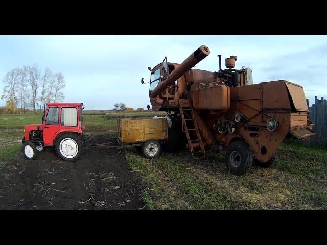 Нива СК-5 Пробный намолот: обкатываю комбайн после ремонта в огороде. Много зелени