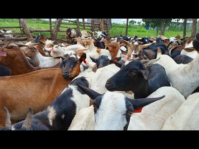 Step-by-Step Guide: Starting Your Goat Farming Journey in Northern Uganda