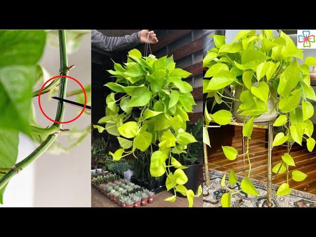 How to Prune Pothos So They Grow More ||  Pothos Pruning Tips