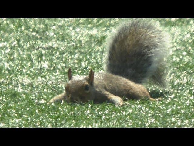 Squirrel On The Field! Runs For A "Touchdown"