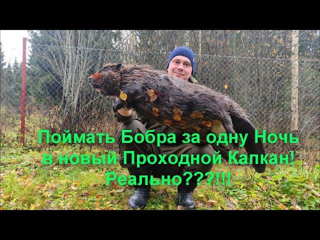 Добыть Бобра в Проходной капкан с Первой постановки! Реально?!! Устранение запаха новых капканов.