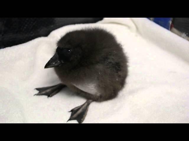 Stella the tufted puffin chick vocalizing at 32 days old