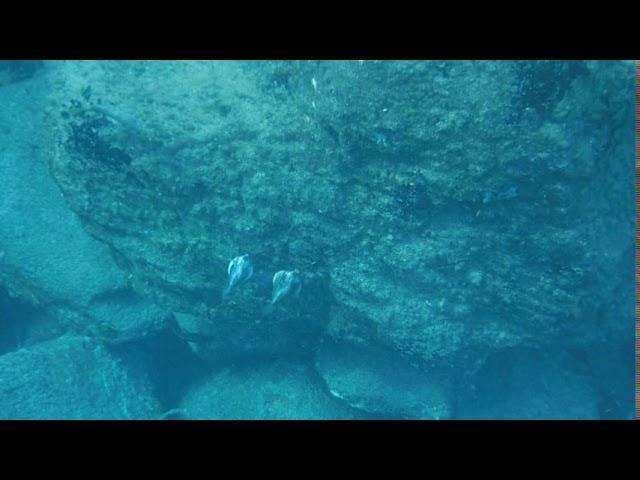 Two Trunk Fish Courting