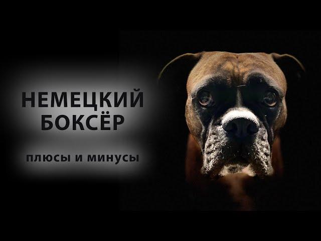 НЕМЕЦКИЙ БОКСЁР. Плюсы и минусы породы боксер | German boxer