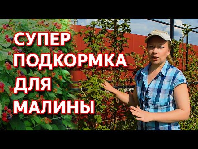 Подкормите этим малину в июне в период цветения для супер урожая! Чем подкормить малину?