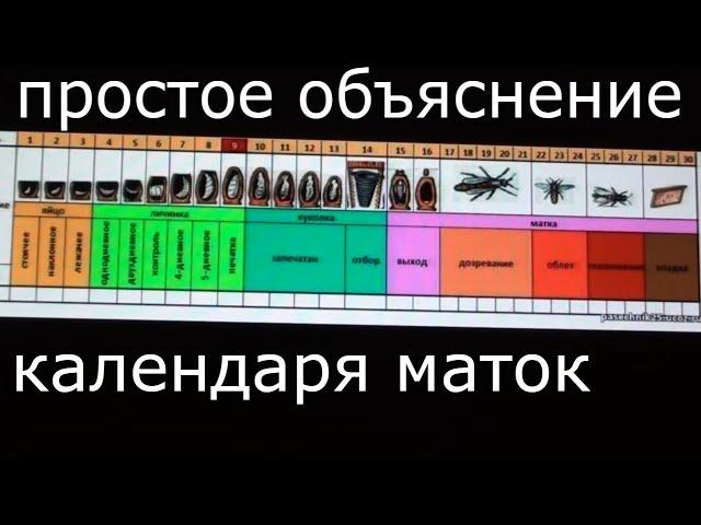 Пчеловодство. Календарь вывода маток - простое объяснение