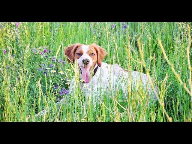 Brittany - Epagneul Breton hunting and training in Romania: pointing a pheasant