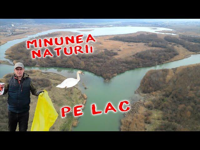 Natura in Delta micului lac | Stuful sau trestia in natura | Lebede si pasari salbatice