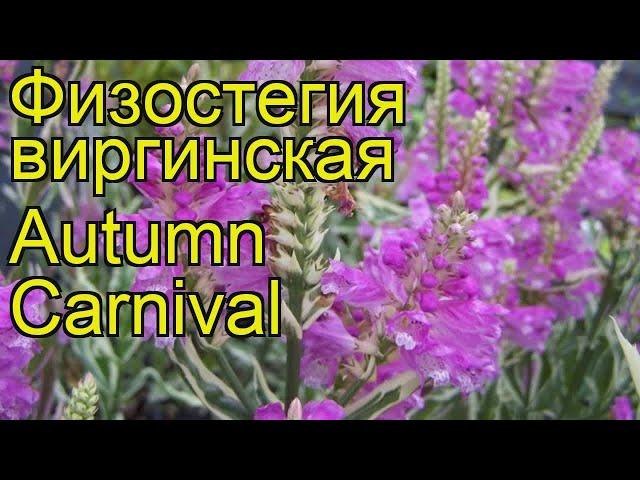 Физостегия виргинская Отумн Карнивал. Краткий обзор, описание physostegia virginiana Autumn Carnival