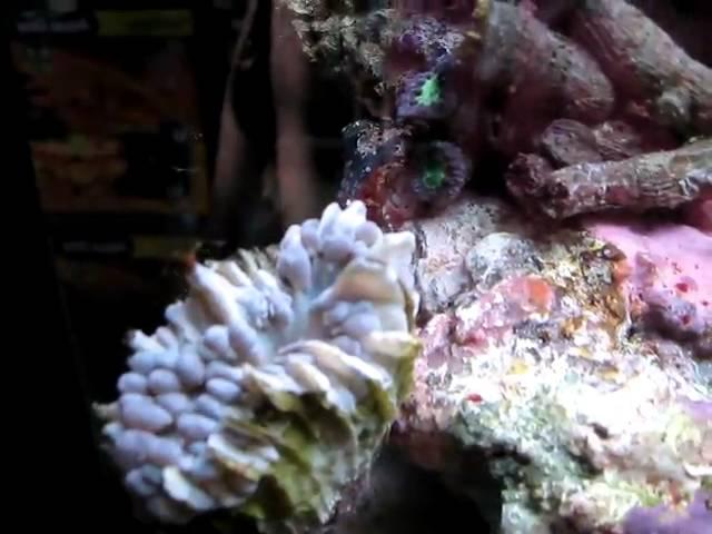 Stony Corals