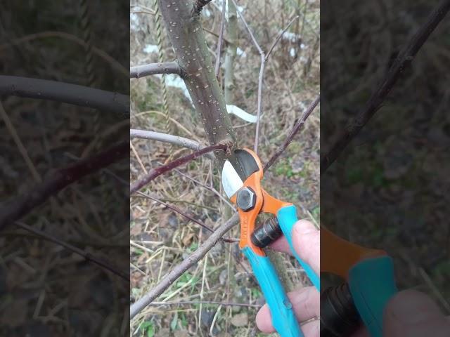 ОБРЕЗКА ЯБЛОНИ ЗАВИСИТ ОТ СОРТА #яблоня #обрезка #сад