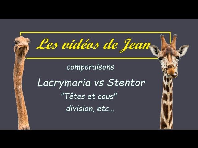 Lacrymaria vs Stentor