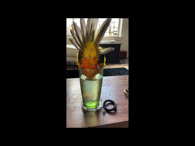 Clumsy Parrot Almost Fell in Water - Wait for the sneeze