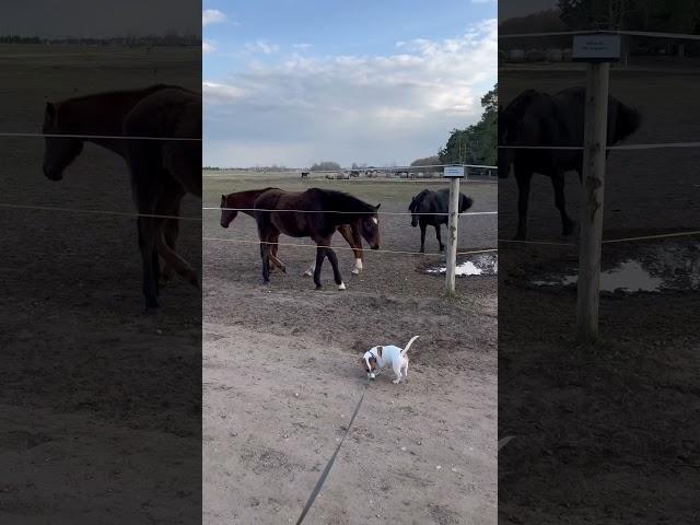 Лошади и щенок / Horses and puppy #dog #funnydogs #собаки #puppy #cute