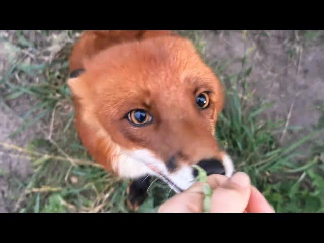 ALF the FoX ZOOMIES