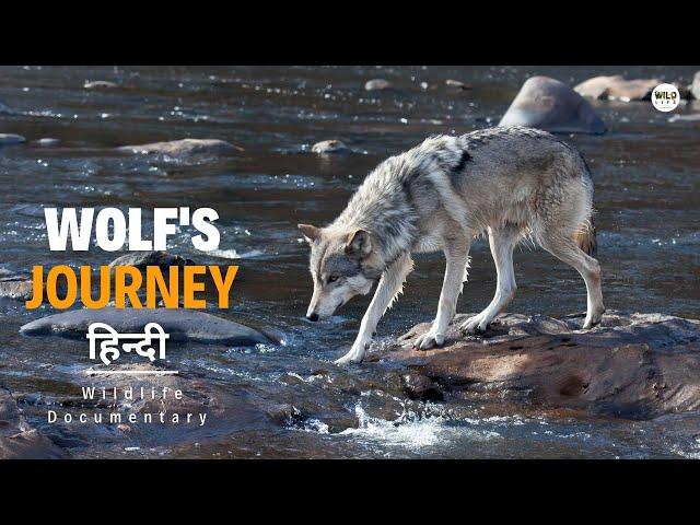 A Wolf's Journey - हिन्दी डॉक्यूमेंट्री | Wildlife documentary in Hindi