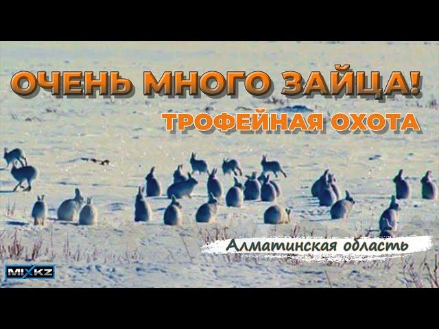 Моя лучшая охота! Очень насыщенная Охота, зайца было очень много!!!  Коллективная охота на зайца!