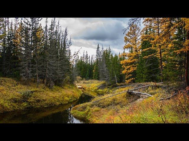 Моя Жизнь в Тайге. Рыбалка, Огород, Охота, Промысел.