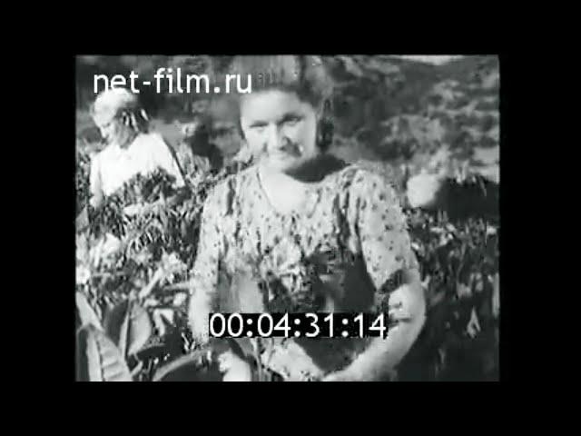 1955г. колхоз имени Хрущёва Крымская обл