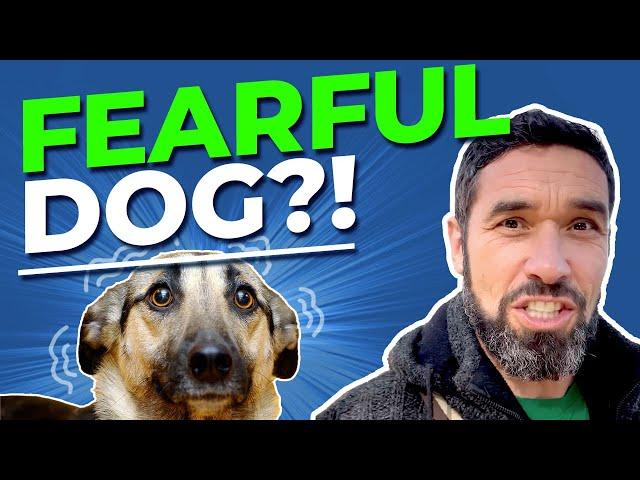 How to Help a Fearful Dog: You Control The Fearful Energy