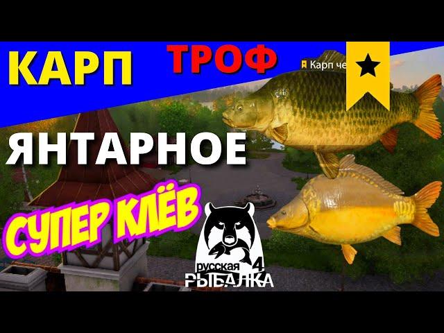 КАРП ТРОФЕЙНЫЙ ОТЛИЧНЫЙ КЛЁВ Оз. ЯНТАРНОЕ / ФАРМ  РУССКАЯ РЫБАЛКА 4  Russian Fishing 4  РР4