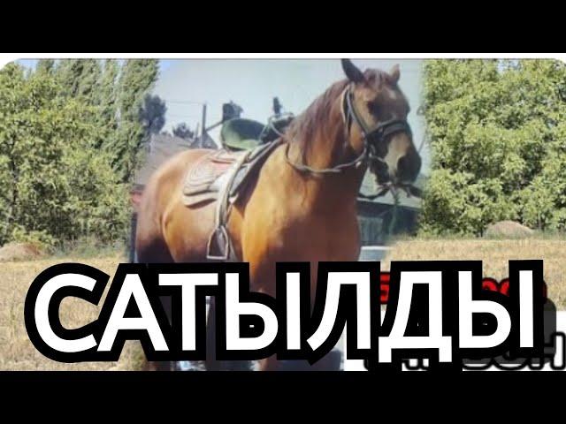 САТЫЛЫП КЕТТИ ТАЙСОН