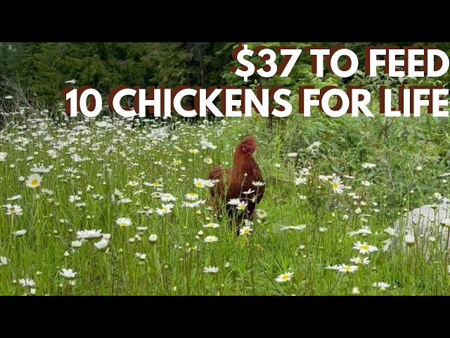 How to Feed Chickens Without The Feed Store (Growing Grains and Hunting)