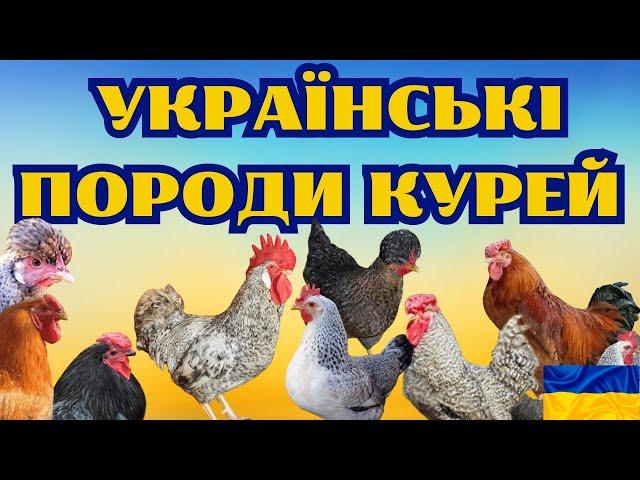 УКРАЇНСЬКІ ПОРОДИ КУРЕЙ @kyruvgaragi