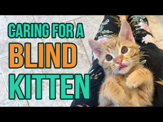 Fostering a Blind Kitten (5 Tips!)