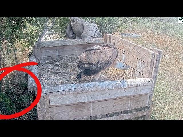 A large Black Whipsnake approach Griffon Vulture Nest