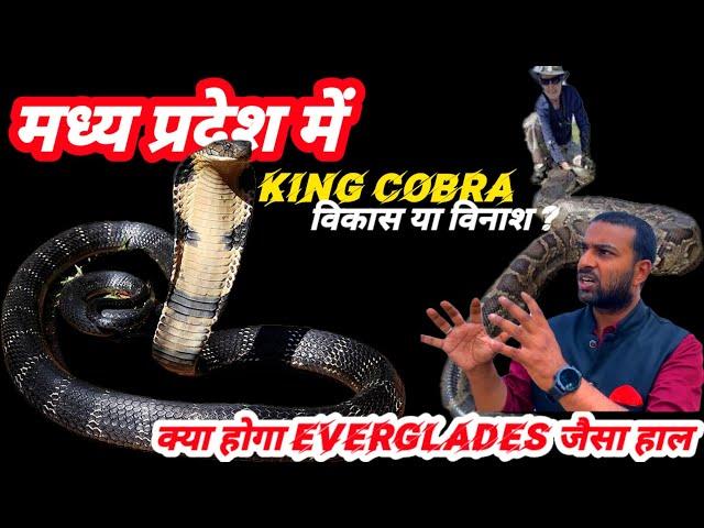 King Cobra in Madhya Pradesh।। विकास या विनाश।।#TEAMAZN।#mpnews।