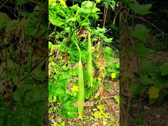 top 10 vegetables in Bangladesh #shorts #shortvideo #youtubeshorts #vegetables