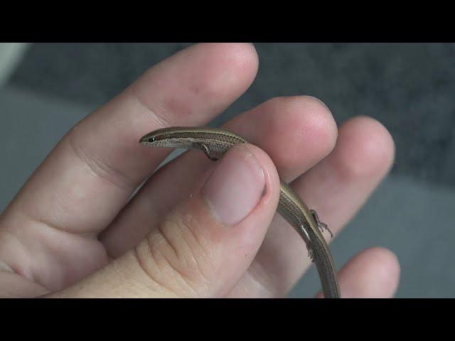 European Copper Skink 4K (Ablepharus kitaibelii)