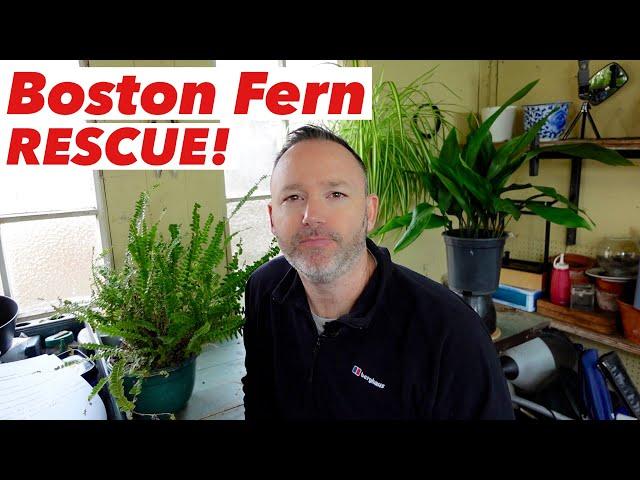 Boston Fern Rescue & Care Guide - Nephrolepis exaltata Bostoniensis