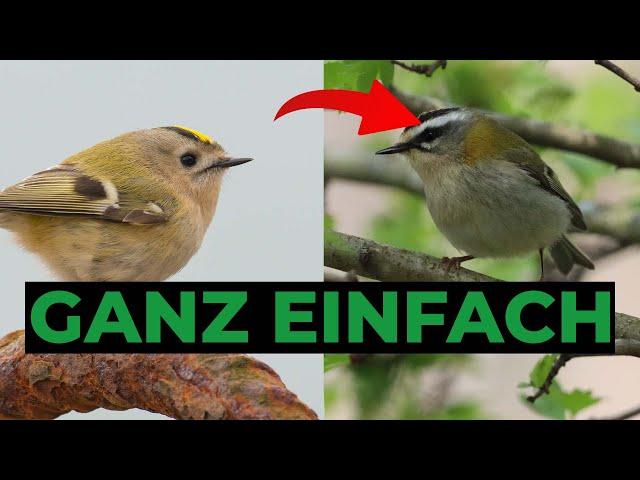 Einfache Eselsbrücken über Vögel