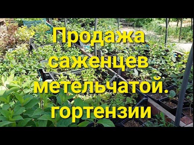 Саженцы метельчатой гортензии в продаже.Обзор площадки.