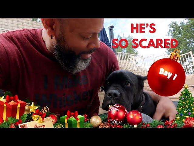 He's So Scared!!!  | 2024 Vlogmas Day 1 | That Chick Angel TV